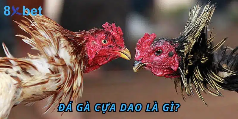 Đá gà Cựa Dao 8xbet: Luật chơi, kinh nghiệm và cách thắng lớn Đá Gà cựa dao là gì?